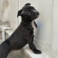 سگ اصیل از نژاد