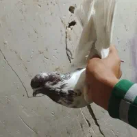 کبوتر زوردار