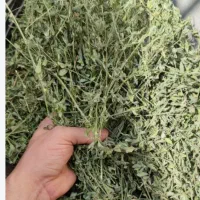 فروش یونجه خشک با گوسفند هم عوض میکنم