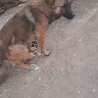 سگ ژرمن نر|سگ|مهدی شهر, |دیوار