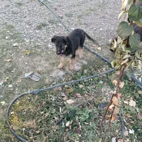 سگ خانگی ژرمن