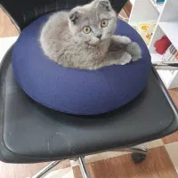 گربه اسکاتیش فولد اصل ماده چشم نارنجی|گربه|کرمان, |دیوار