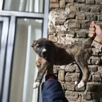 واگذاری|سگ|گرگان, |دیوار