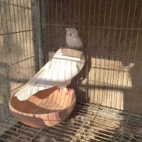 نراجری|پرنده|باغ بهادران, |دیوار