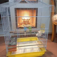 دو عدد مرغ عشق نر و ماده به همراه قفس و وسایل