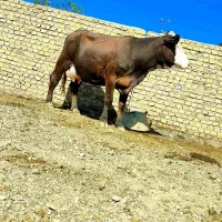 گاو شیری