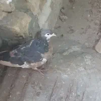 چپ دم رنگی|پرنده|بجنورد, |دیوار