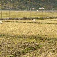 زمین مناسب باغ کیوی