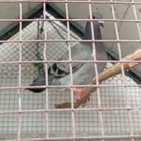 کبوتر پلاکی و سیاه بوشهری