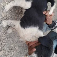 واگذاری سگ قهدریجان|سگ|لنجان, |دیوار