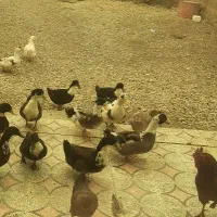 اردک سالم و سرحال|حیوانات مزرعه|بیرانوند, |دیوار