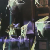 ماهی آنجل و گورامی|ماهی|شیراز, شهرک سراج‎|دیوار