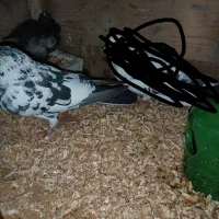 کبوتر ماده باخت رفته