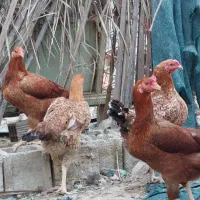 20،تخم مرغ لاری دونگ بالا اصلی|حیوانات مزرعه|وحدتیه, |دیوار