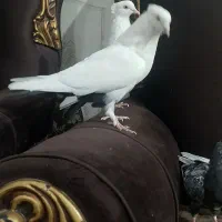 دمسیا کاکل|پرنده|ریگان, |دیوار