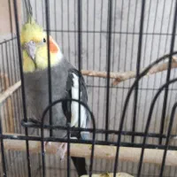 عروس هلندی جفت بالغ|پرنده|فردیس, انبار نفت|دیوار