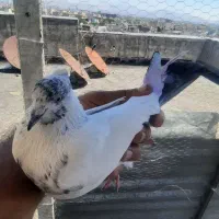 کبوتر