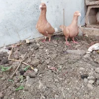 کبوتر|پرنده|مبارکه, |دیوار