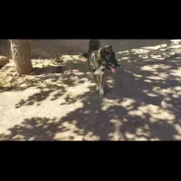 سگ توله خراسانی|سگ|پائین جام, |دیوار