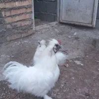جفت ابریشمی جوان