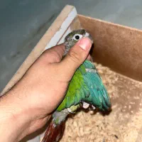 گرینچیک سرلاکی