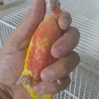 جوجه گرینچیک سرلاکی و تازه دونخورر آناناسی رد