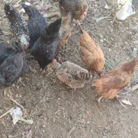 مرغ تخم گزار|حیوانات مزرعه|قهدریجان, |دیوار