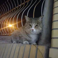 یک عدد گربه