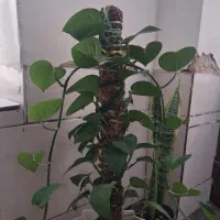 گل و گلدون