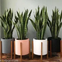 خاک گلدان مخصوص آپارتمانی تعویض خاک در محل