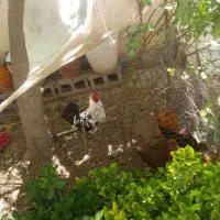 خروس گلین  ۲ تاج