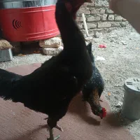 مرغ لاری و گلین