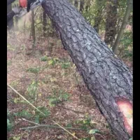 خرید و برش چوب.تیلر زدن|خدمات باغبانی و درختکاری|دورود, |دیوار