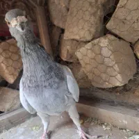 کفتر،کبوتر سبز نر سرکله دار|پرنده|چناران, |دیوار