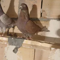 سرخ نر|پرنده|شهریار, شهرک امیریه|دیوار