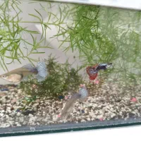 ماهی گوپی یا کوپی یا کپی یا گپی