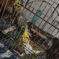 عروس هلندی|پرنده|هندیجان, |دیوار