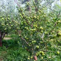 363متر جابان (دماوند)+انشعابات|فروش زمین و ملک کلنگی|دماوند, دماوند|دیوار