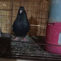 کبوتر سینه ای چشنوک|پرنده|اهواز, پردیس|دیوار