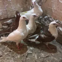 ۵ تا جوجه کفتر سرع...  کبوتر