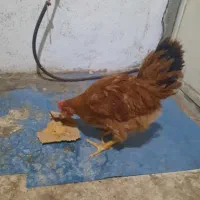 خروس