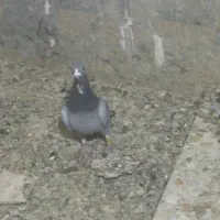 کفتر شب بازی