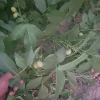 نهالستان محمودی|گل و گیاه طبیعی|محمدیه-قزوین, |دیوار