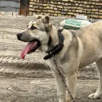 سگ سرابی اصیل