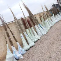 ارائه  نهال صنوبر|خدمات باغبانی و درختکاری|سامان, |دیوار