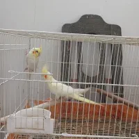 عروس هلندی|پرنده|گنبد کاووس, |دیوار