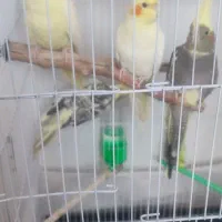 سه جوجه عروس هلندی زیبا دوماهه لوتینو