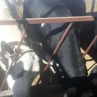 گوساله