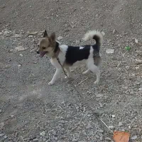 سگ پاکوتاه