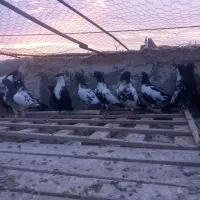 شتری با ریش